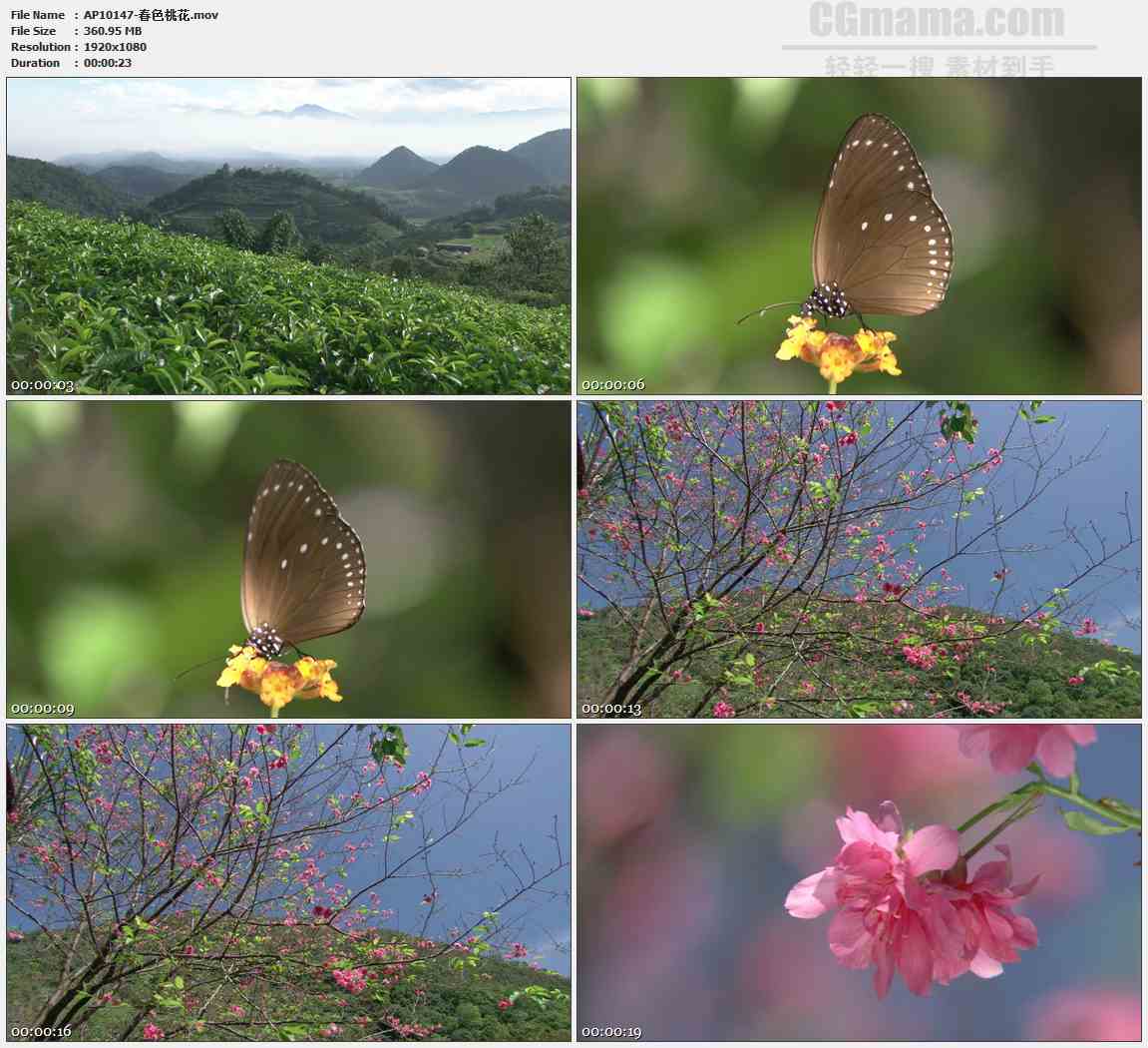 AP10147-春色茶园蝴蝶山花桃树高清实拍视频素材