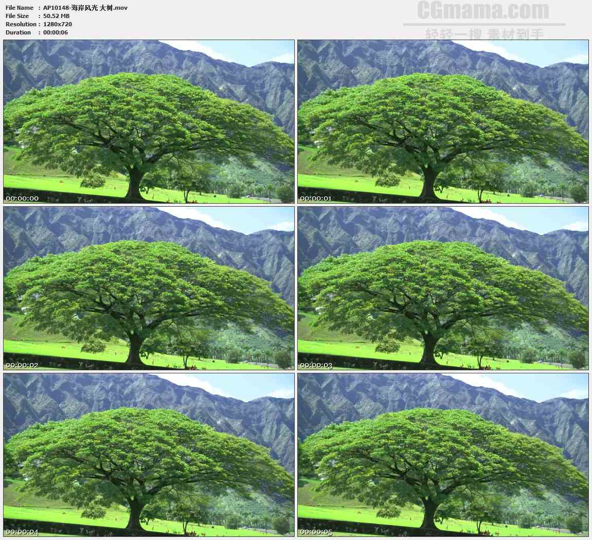 AP10148-田园大树高清实拍视频素材