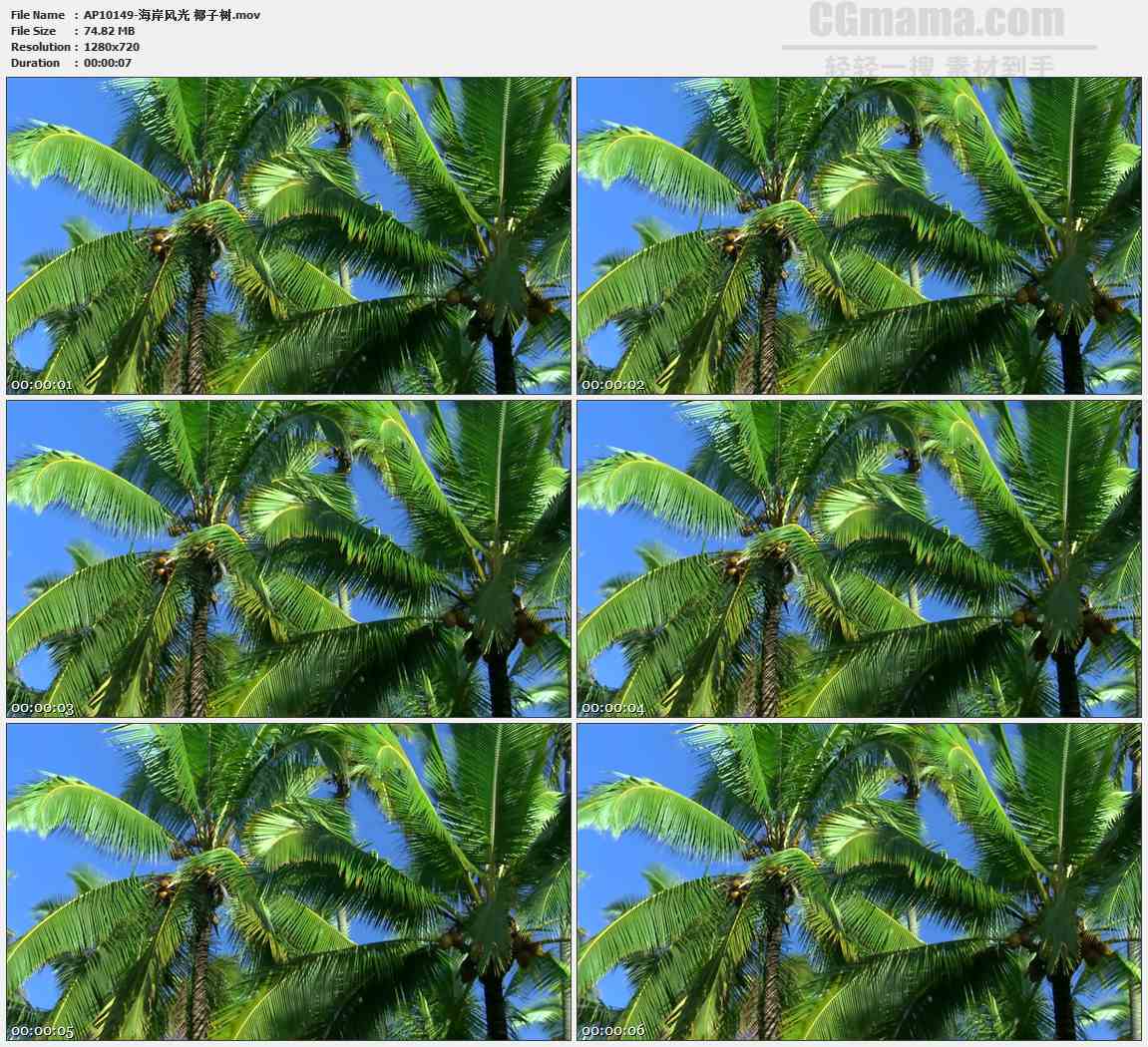 AP10149-椰子树高清实拍视频素材
