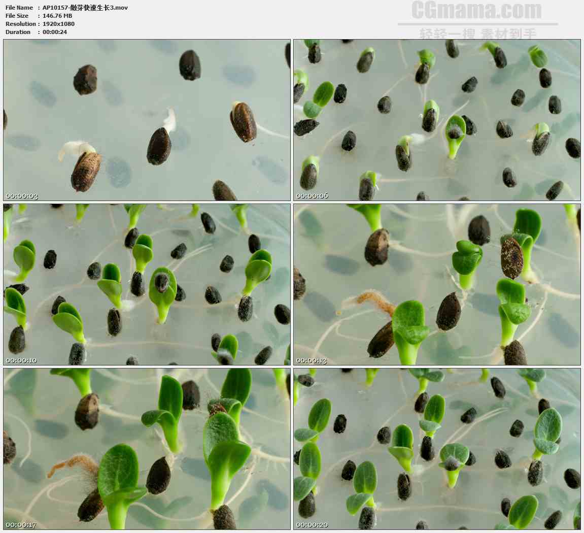 AP10157-种子发芽破土而出高清实拍视频素材