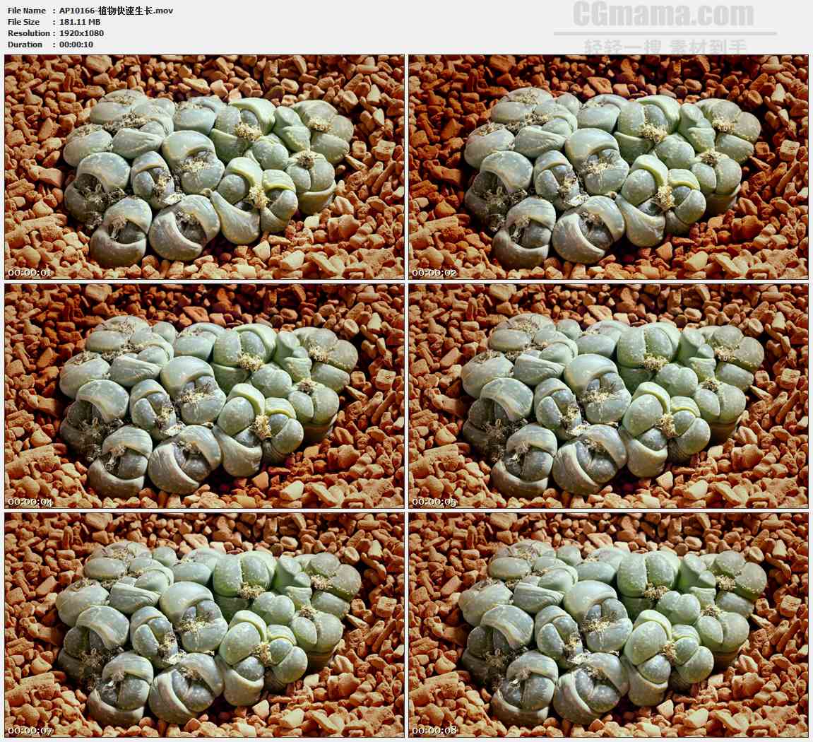AP10166-多肉植物仙人掌生长复苏高清实拍视频素材