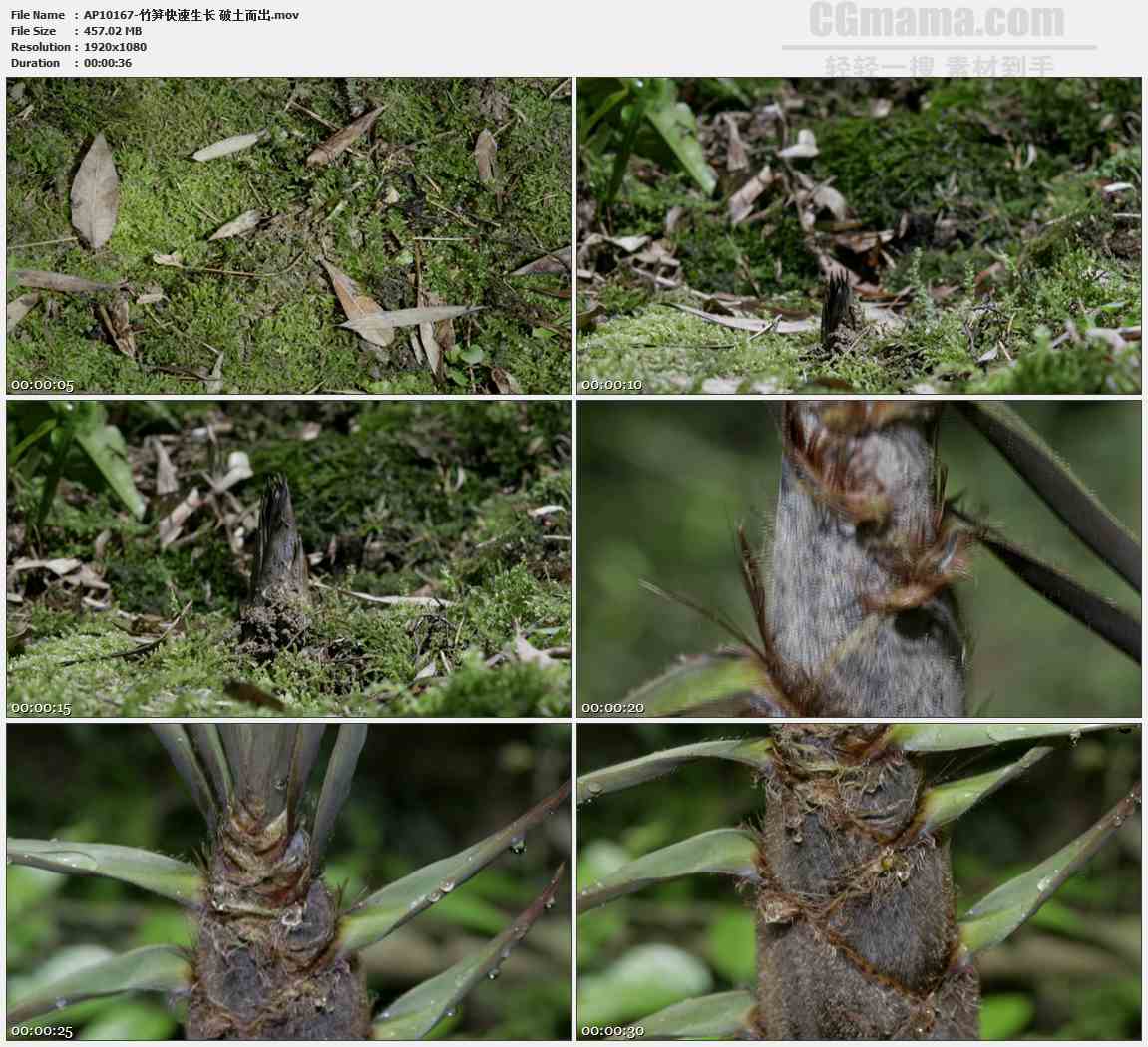 AP10167-苔藓竹笋破土而出快速生长高清实拍视频素材