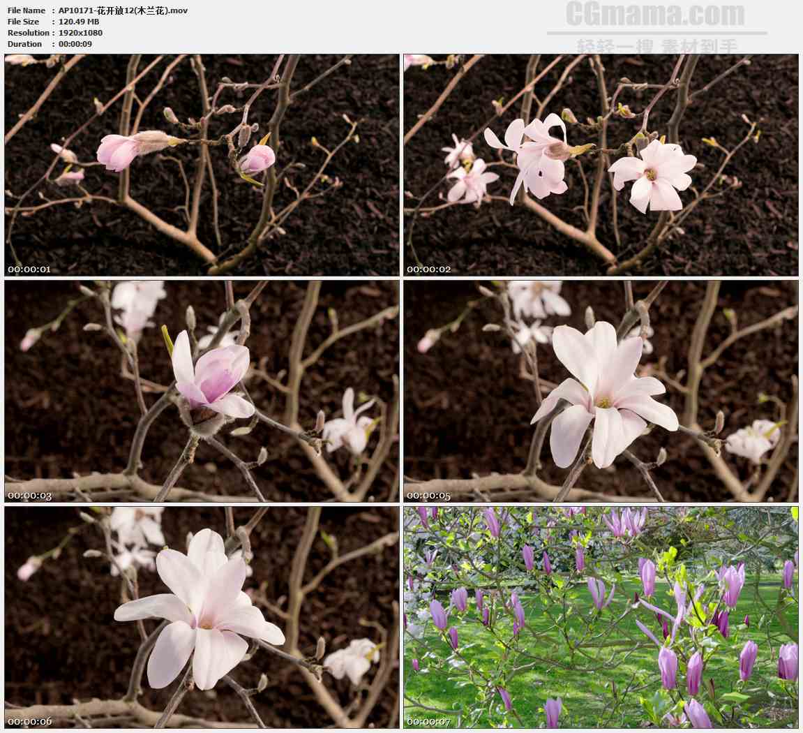 AP10171-粉色紫色木兰花兰花树高清实拍视频素材
