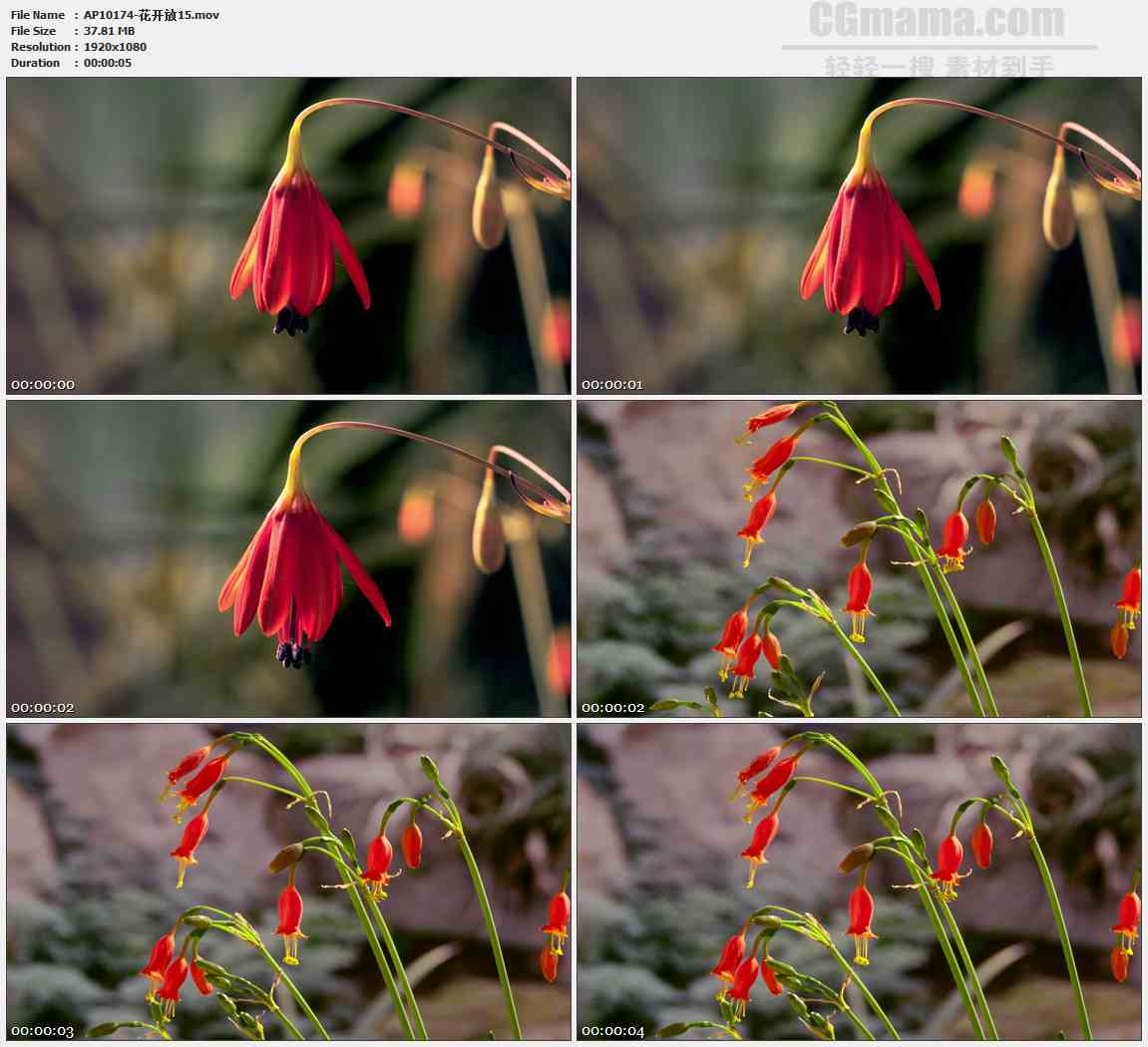 AP10174-红色铃兰花快速盛开生长高清实拍视频素材