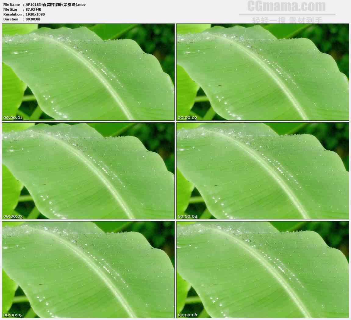 AP10183-绿色芭蕉叶露珠高清实拍视频素材