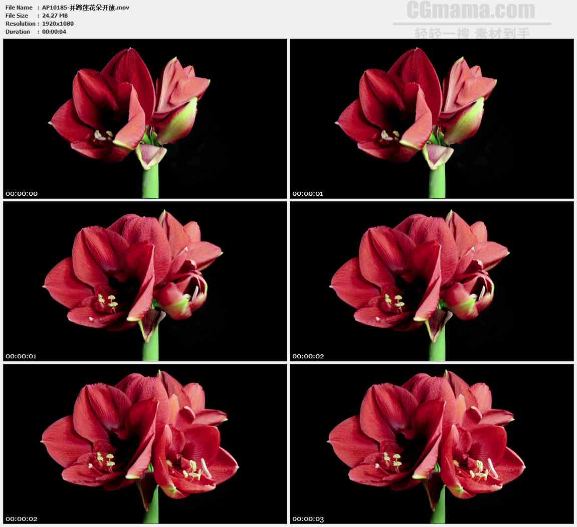 AP10185-红色并蹄莲盛开生长高清实拍视频素材