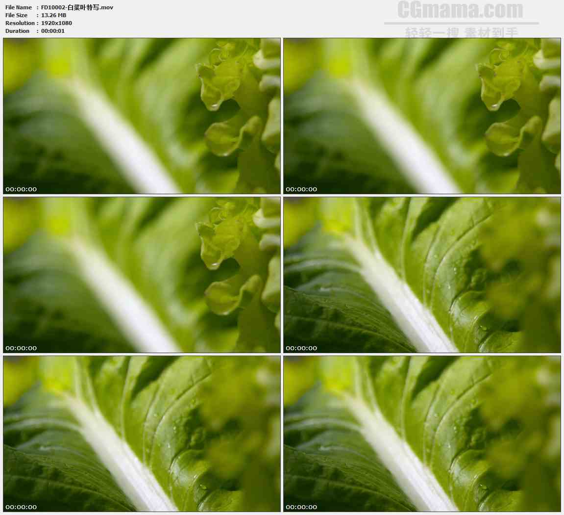 FD10002-青菜叶特写高清实拍视频素材