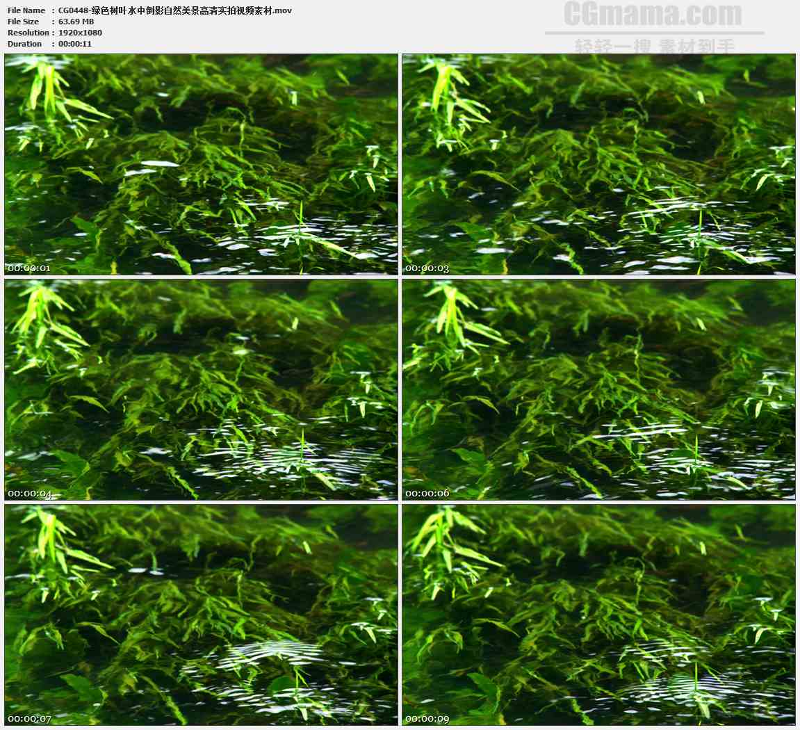 CG0448-绿色树叶水中倒影自然美景高清实拍视频素材