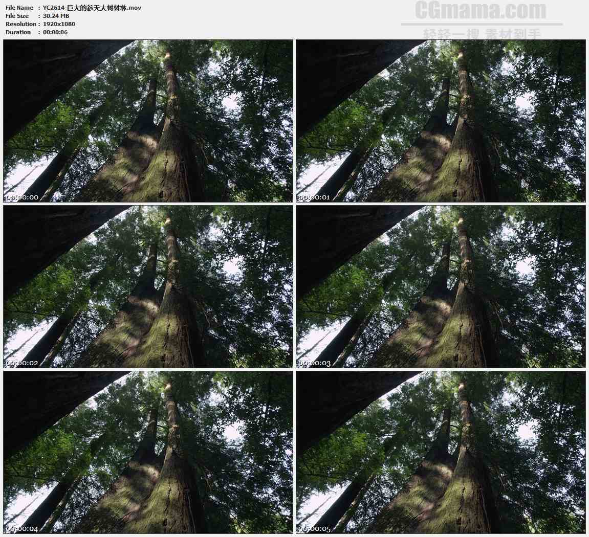YC2614-巨大的参天大树树林高清实拍视频素材