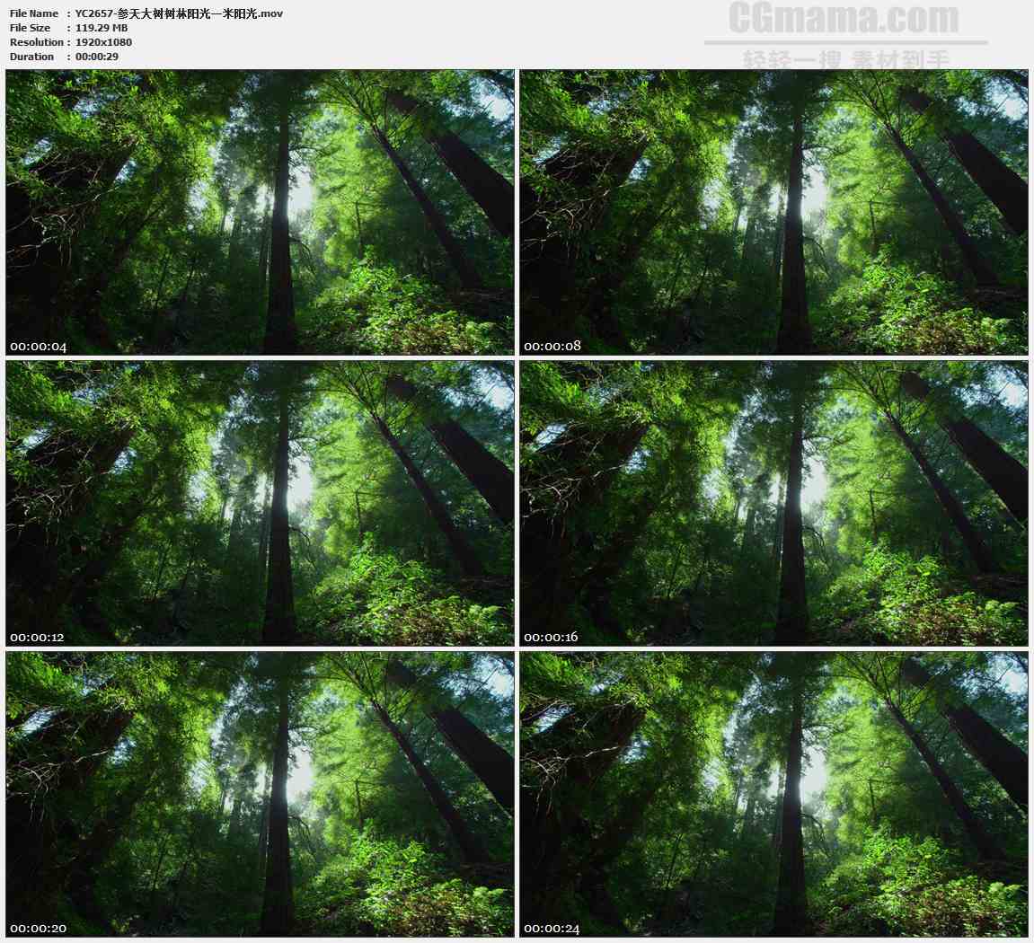 YC2657-参天大树树林阳光一米阳光高清实拍视频素材