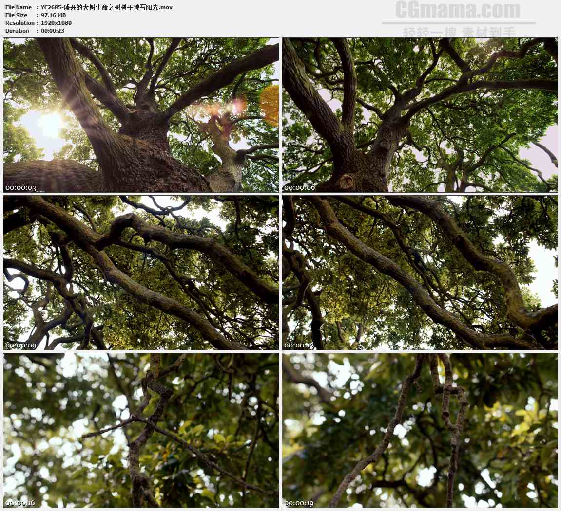 YC2685-盛开的大树生命之树树干特写阳光高清实拍视频素材