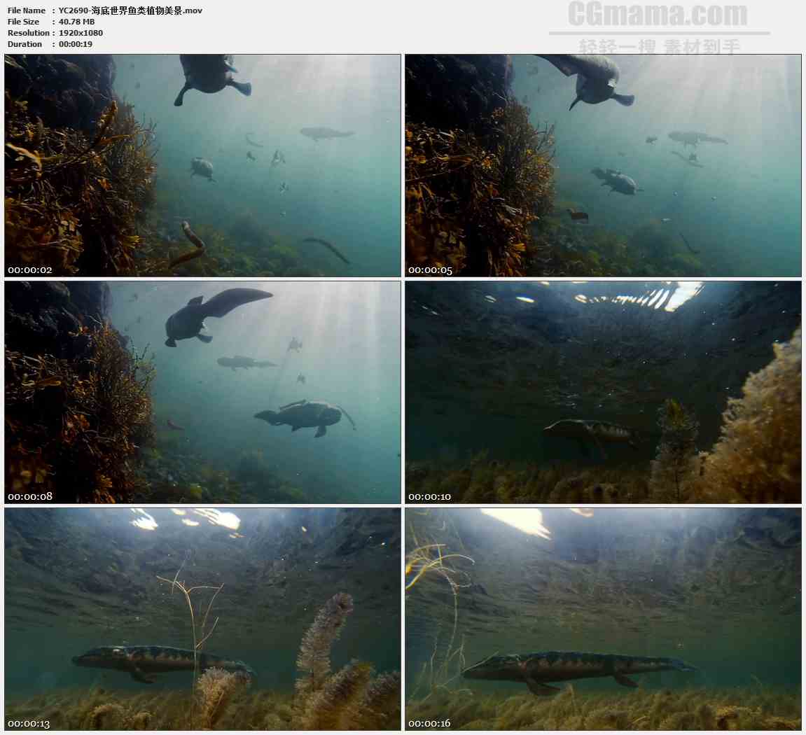 YC2690-海底世界鱼类植物美景高清实拍视频素材
