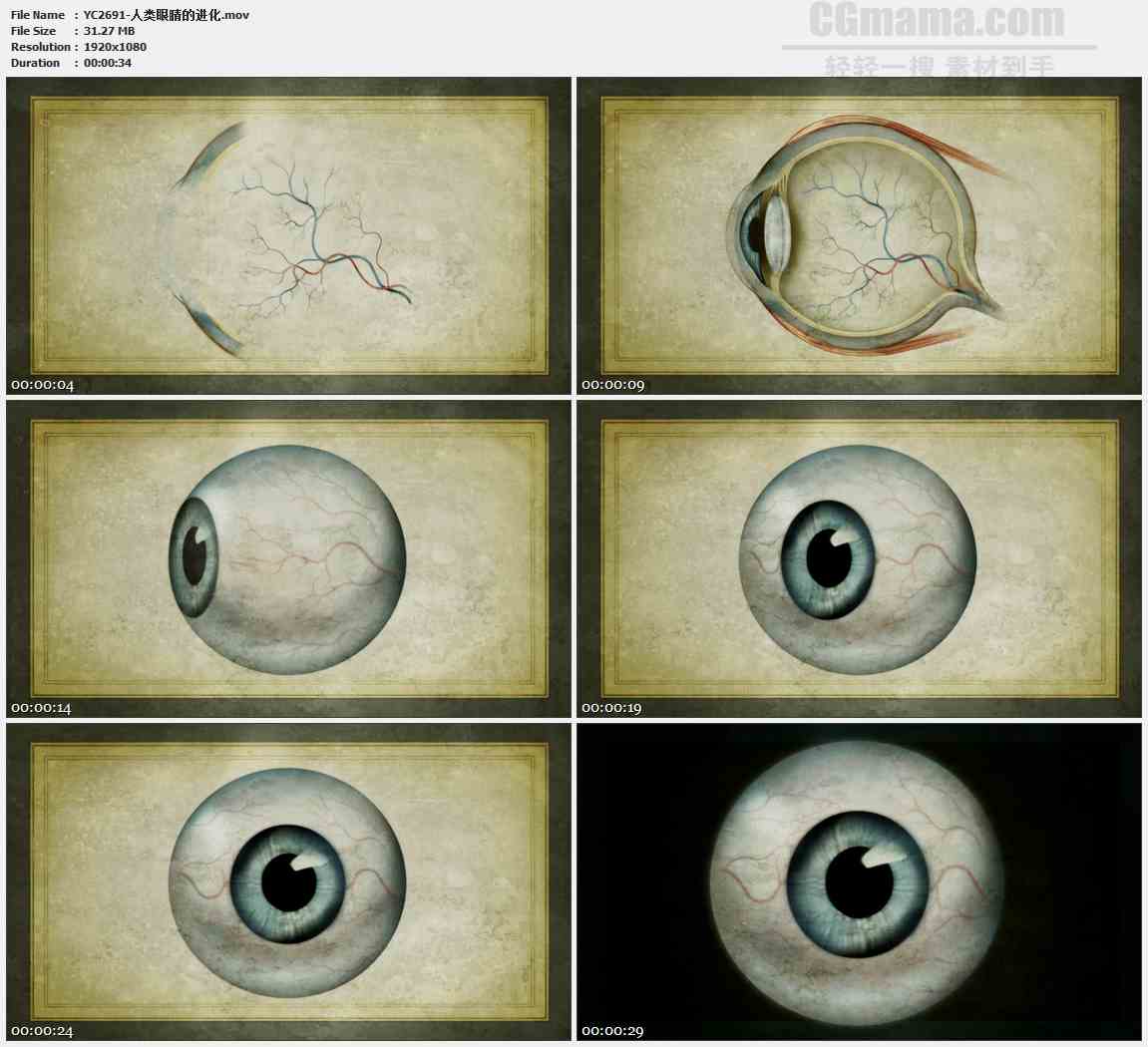 YC2691-人类眼睛的进化高清实拍视频素材
