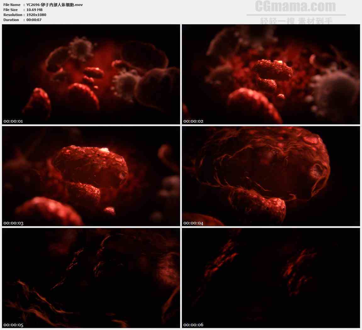 YC2696-卵子内部人体细胞高清实拍视频素材