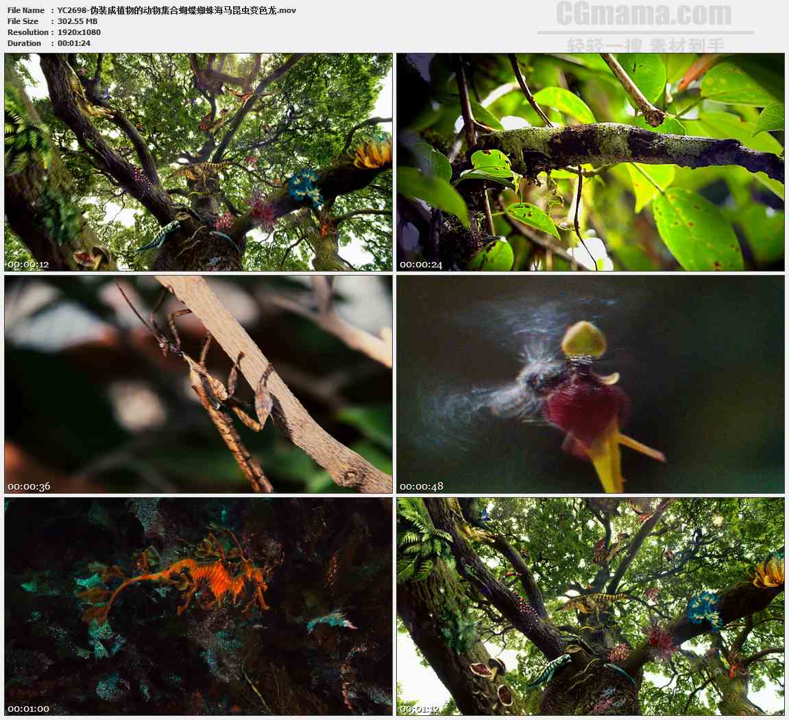 YC2698-伪装成植物的动物集合蝴蝶蜘蛛海马昆虫变色龙高清实拍视频素材