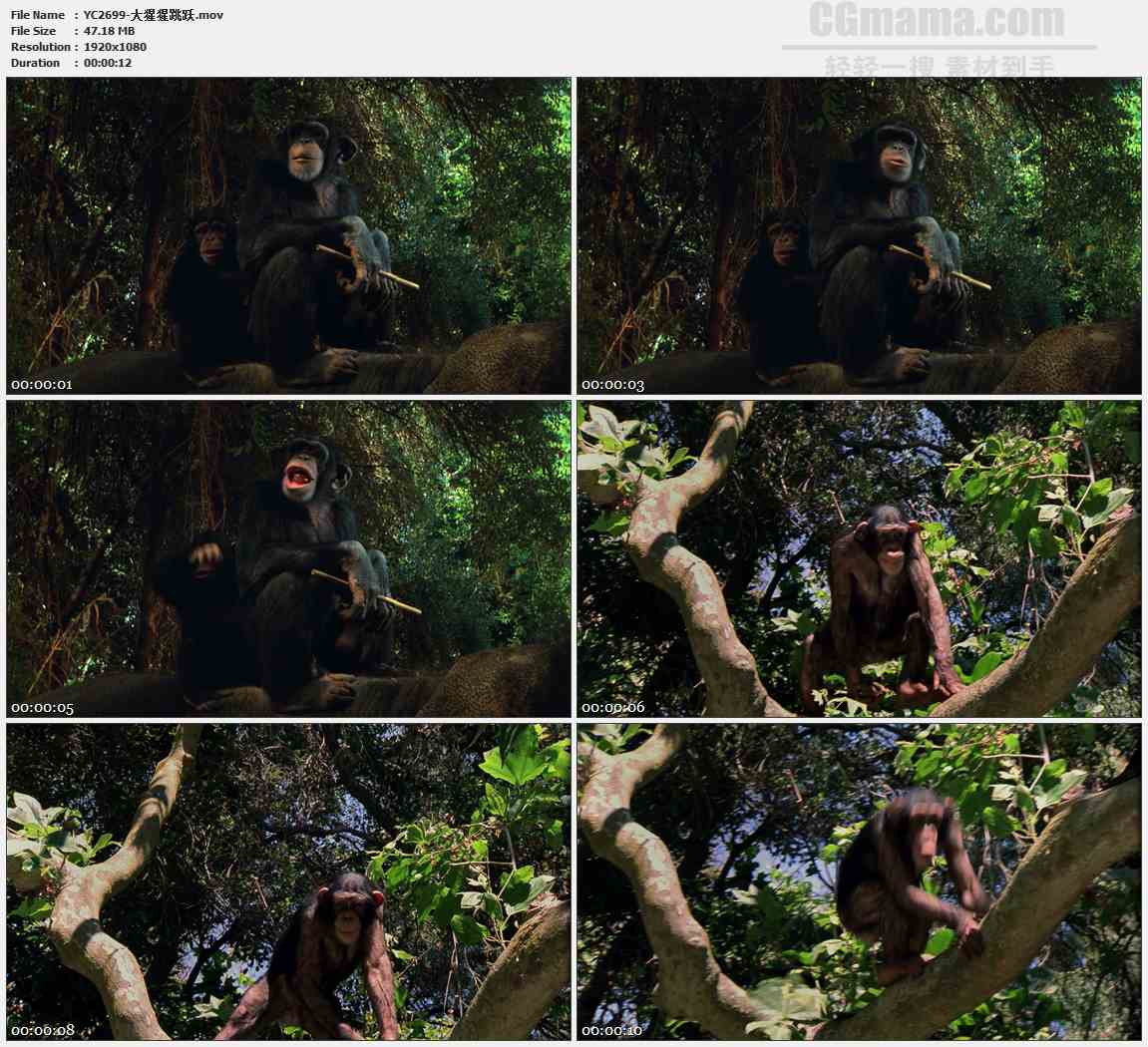 YC2699-大猩猩跳跃动物高清实拍视频素材