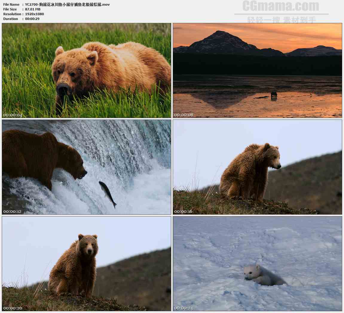YC2700-狗熊花冰川鱼小熊仔捕鱼北极熊棕熊高清实拍视频素材