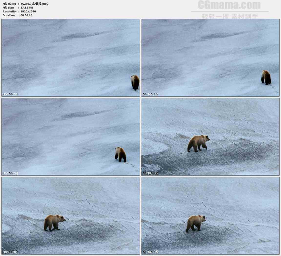YC2701-北极熊动物高清实拍视频素材