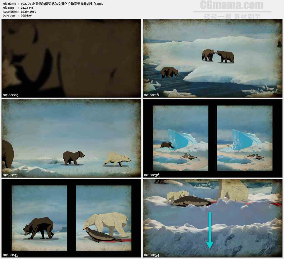 YC2709-北极熊的演变达尔文进化论物竞天择适者生存高清实拍视频素材