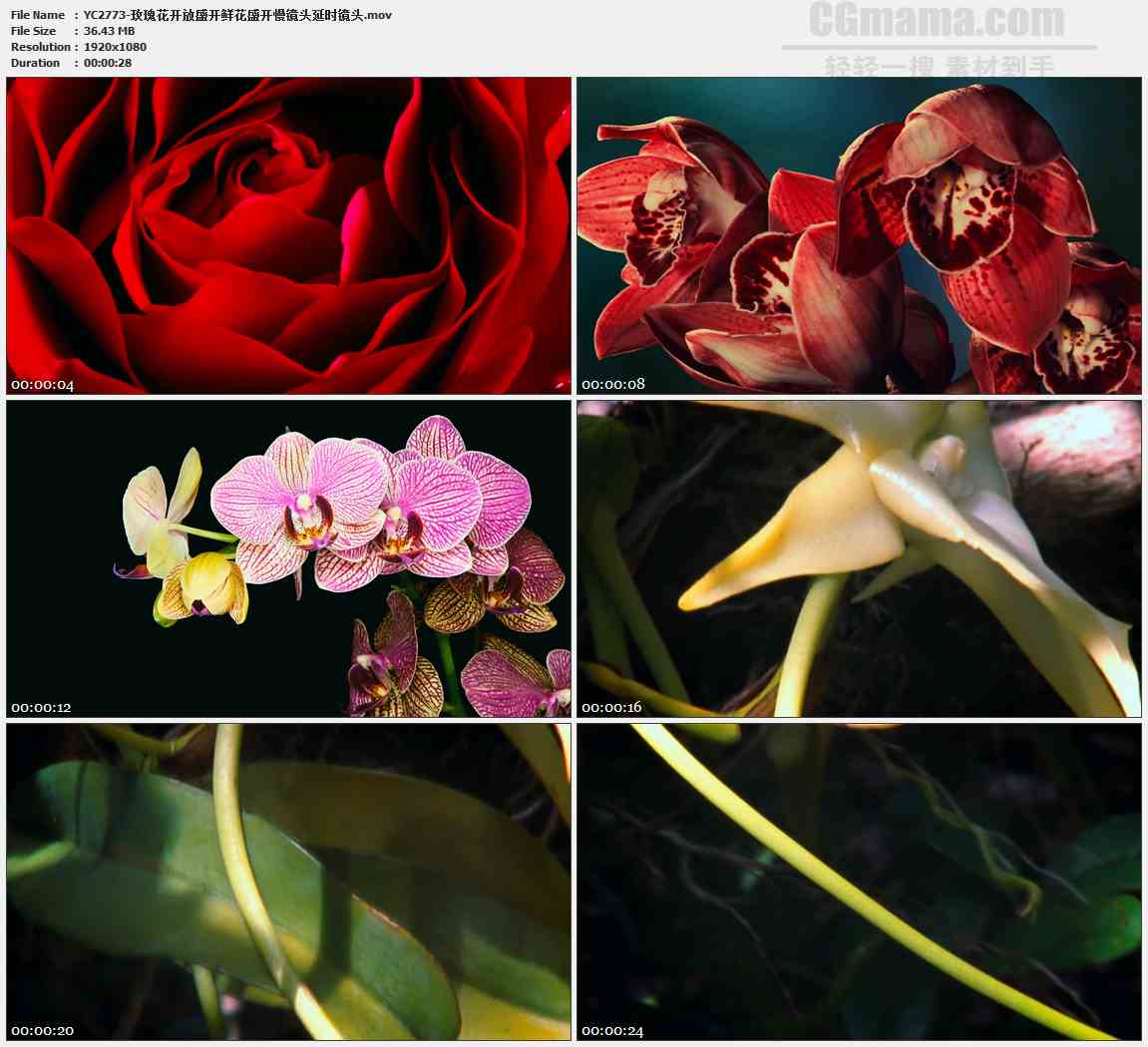 YC2773-玫瑰花开放盛开鲜花盛开慢镜头延时镜头高清实拍视频素材