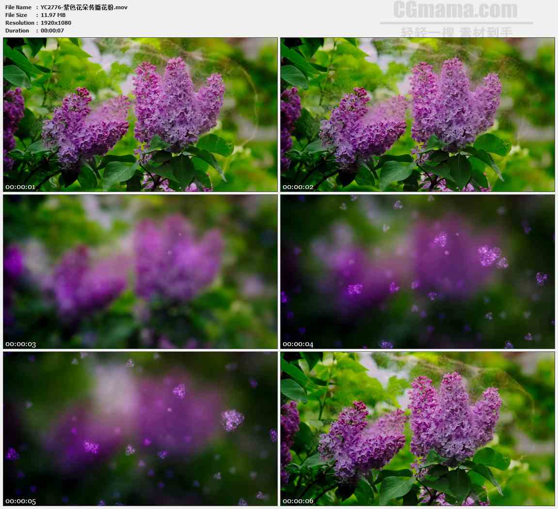 YC2776-紫色花朵传播花粉高清实拍视频素材