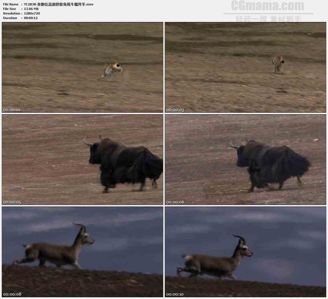 YC2838-奔跑在高原的狡兔耗牛藏羚羊高清实拍视频素材