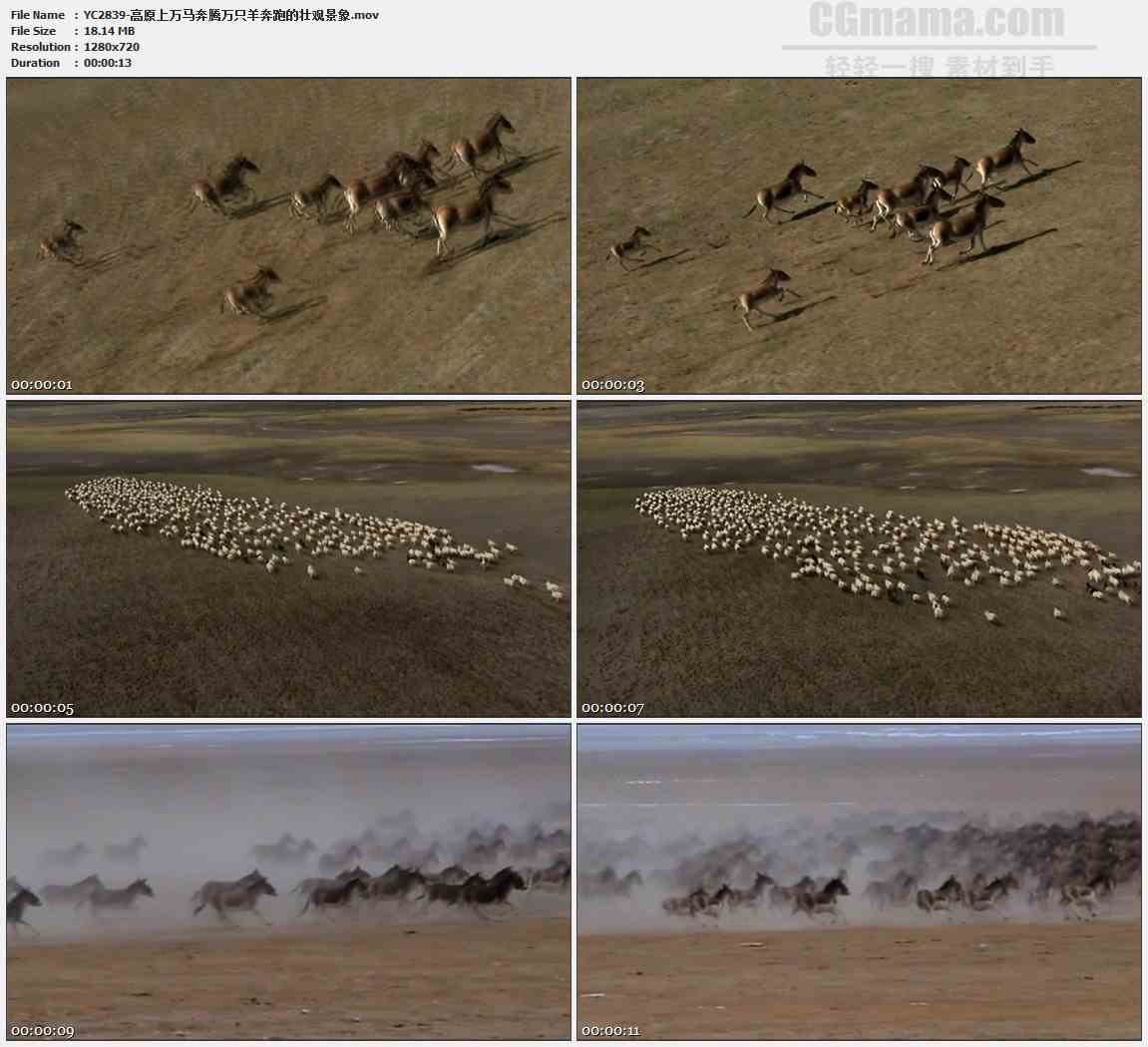YC2839-高原上万马奔腾万只羊奔跑的壮观景象高清实拍视频素材