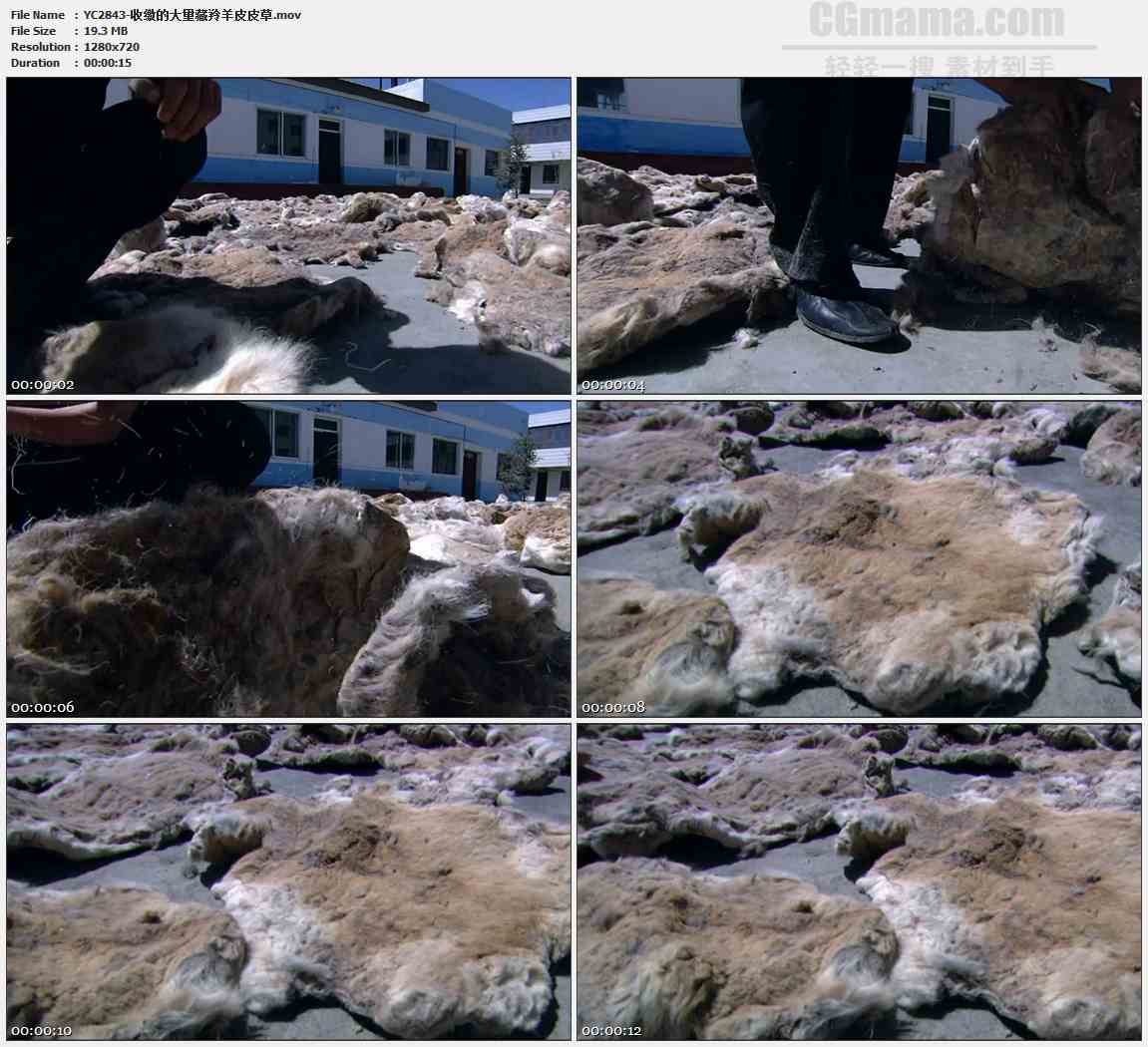YC2843-收缴的大量藏羚羊皮皮草偷猎高清实拍视频素材
