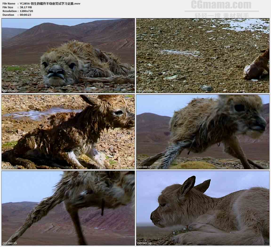 YC2856-初生的藏羚羊幼崽尝试学习走路高清实拍视频素材