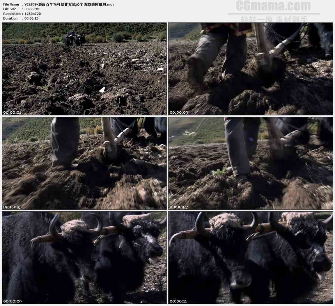 YC2859-藏族双牛抬杠耕作文成公主西藏藏民耕地高清实拍视频素材