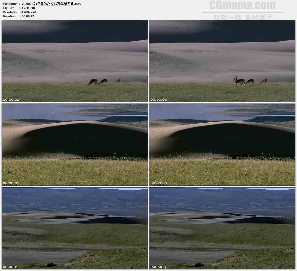 YC2863-沙漠化的高原藏羚羊荒漠化高清实拍视频素材