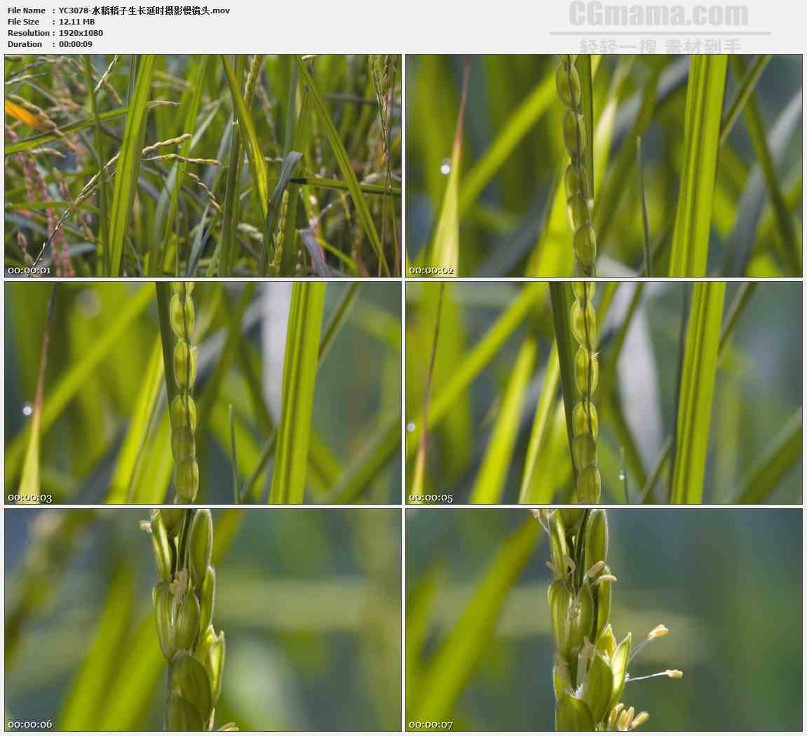 YC3078-水稻稻子生长延时摄影慢镜头高清实拍视频素材