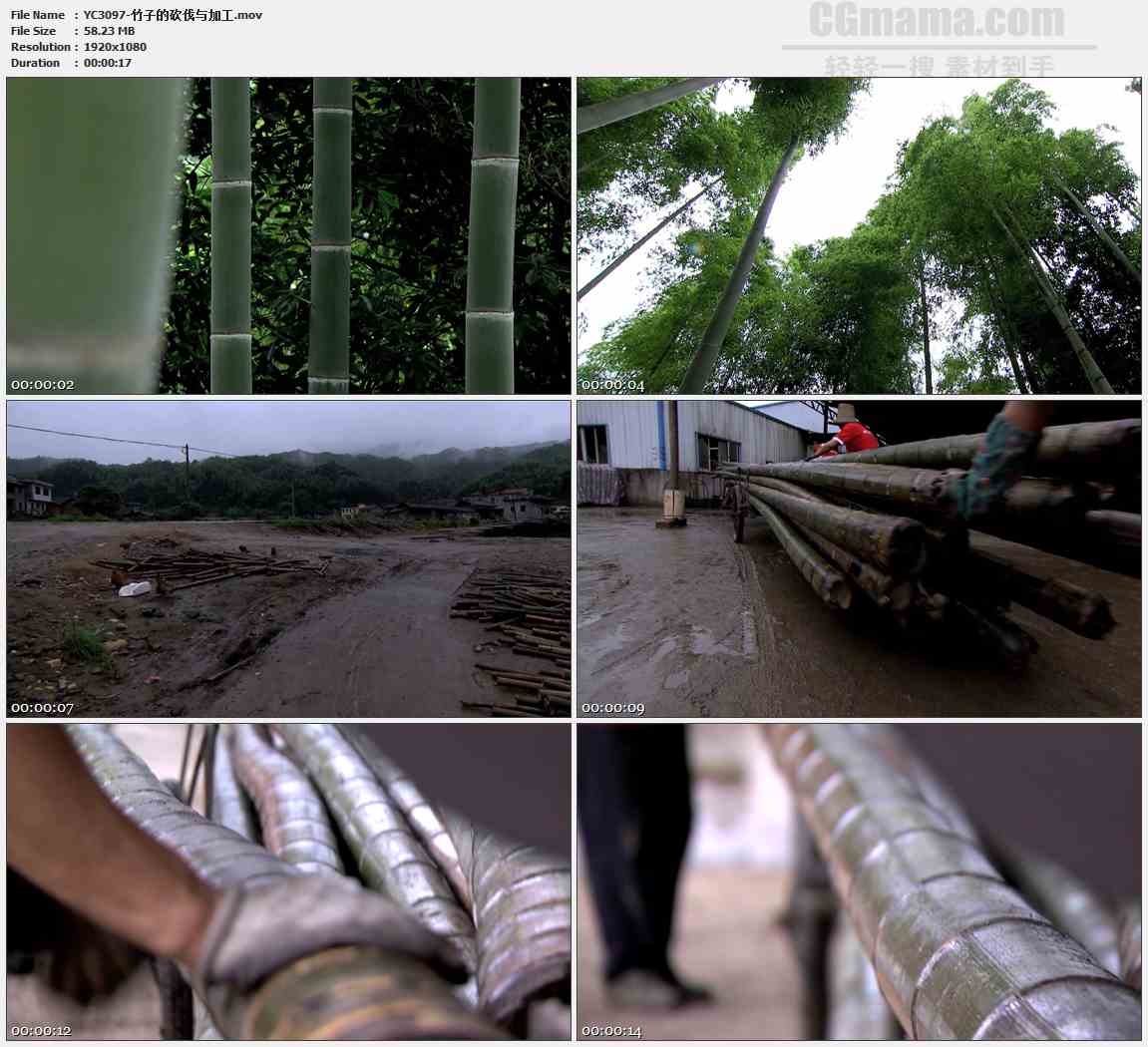 YC3097-竹子的砍伐与加工高清实拍视频素材