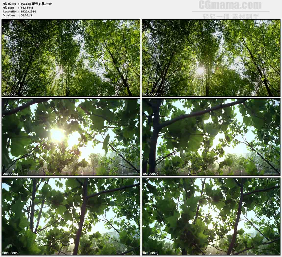YC3128-阳光树林高清实拍视频素材