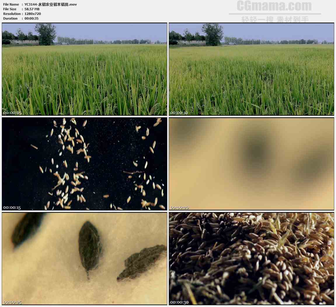 YC3144-水稻农业稻米稻田高清实拍视频素材