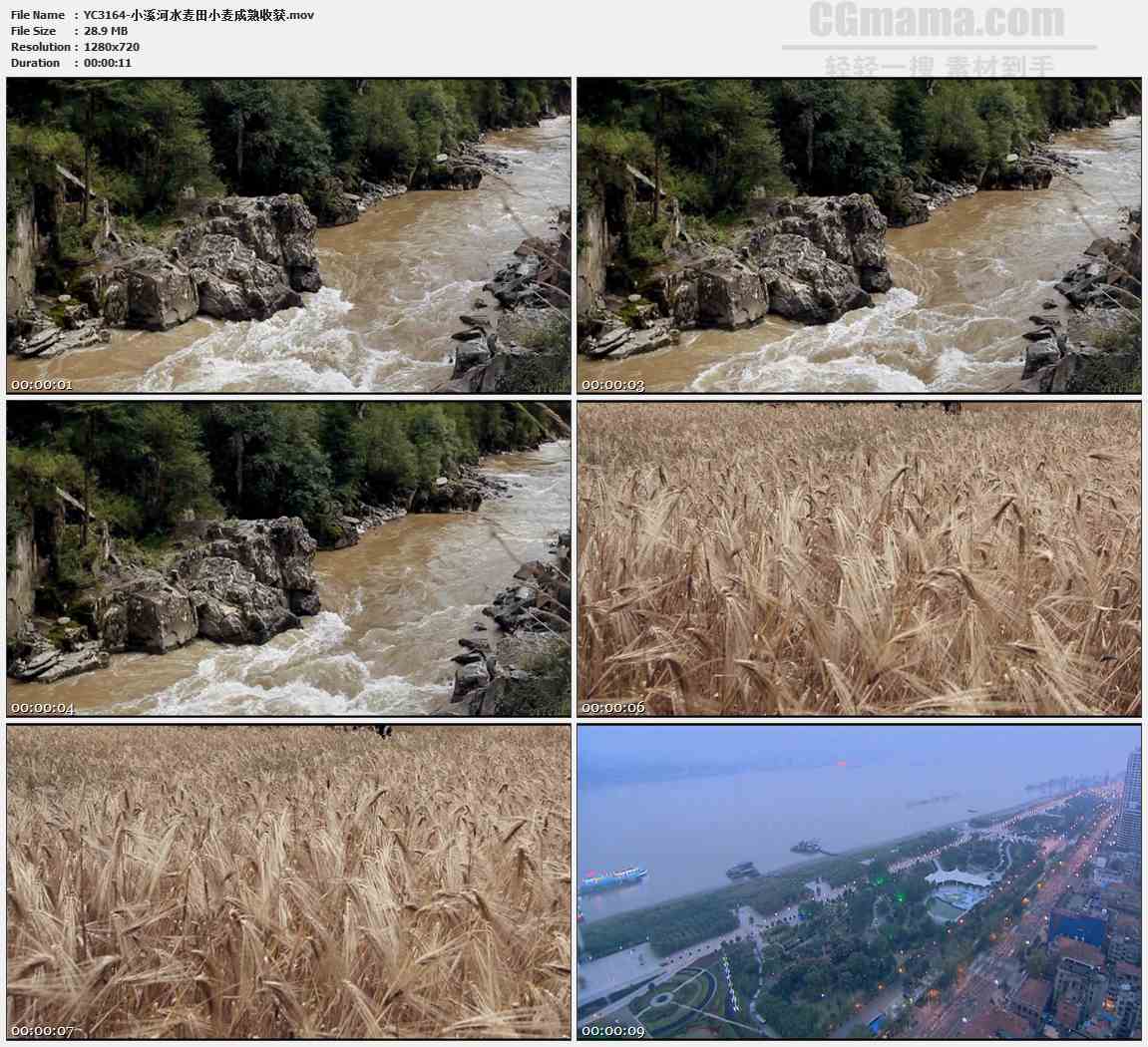 YC3164-小溪河水麦田小麦成熟收获高清实拍视频素材