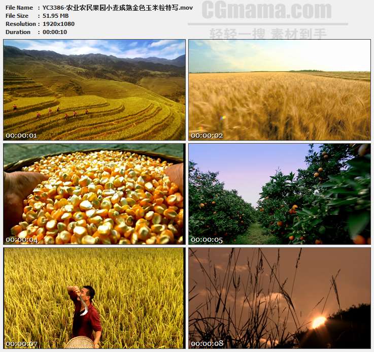 YC3386-农业农民果园小麦成熟金色玉米粒特写高清实拍视频素材