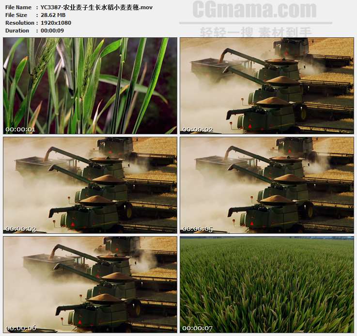 YC3387-农业麦子生长水稻小麦麦穗高清实拍视频素材