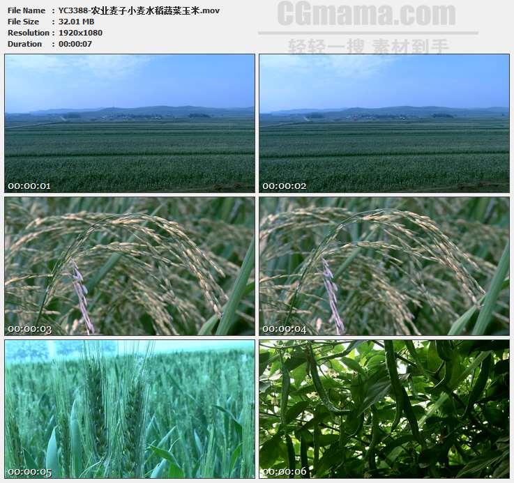 YC3388-农业麦子小麦水稻蔬菜玉米高清实拍视频素材
