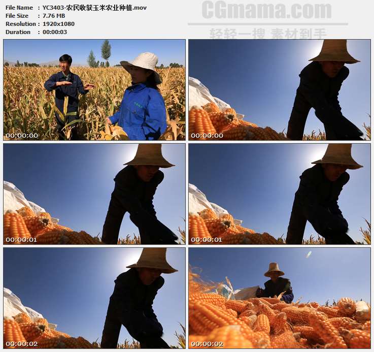 YC3403-农民收获玉米农业种植高清实拍视频素材