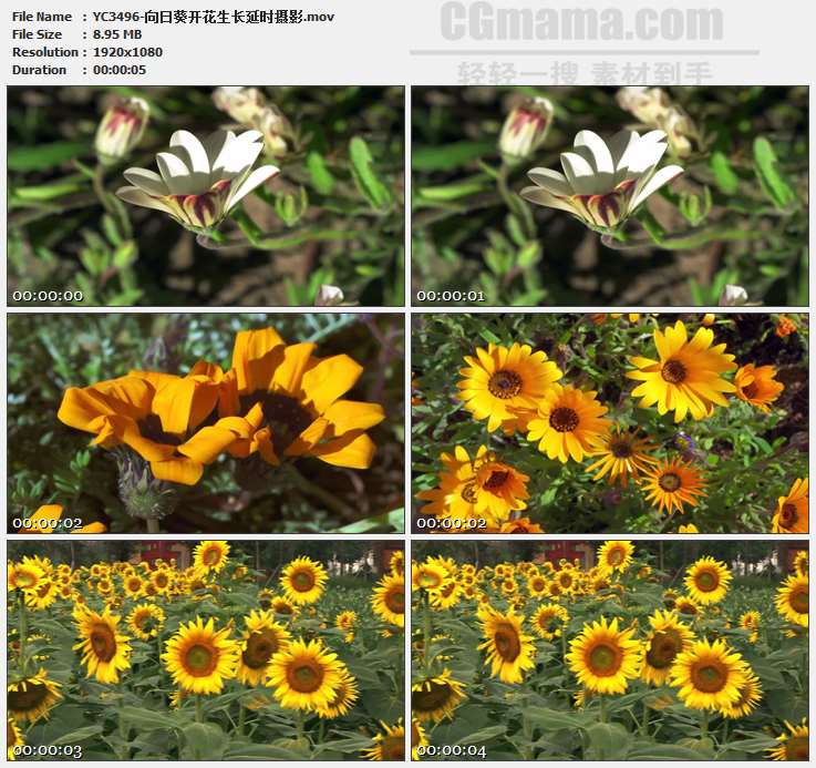 YC3496-向日葵开花生长延时摄影高清实拍视频素材