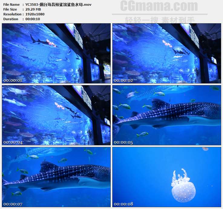 YC3503-烟台海昌鲸鲨馆鲨鱼水母高清实拍视频素材