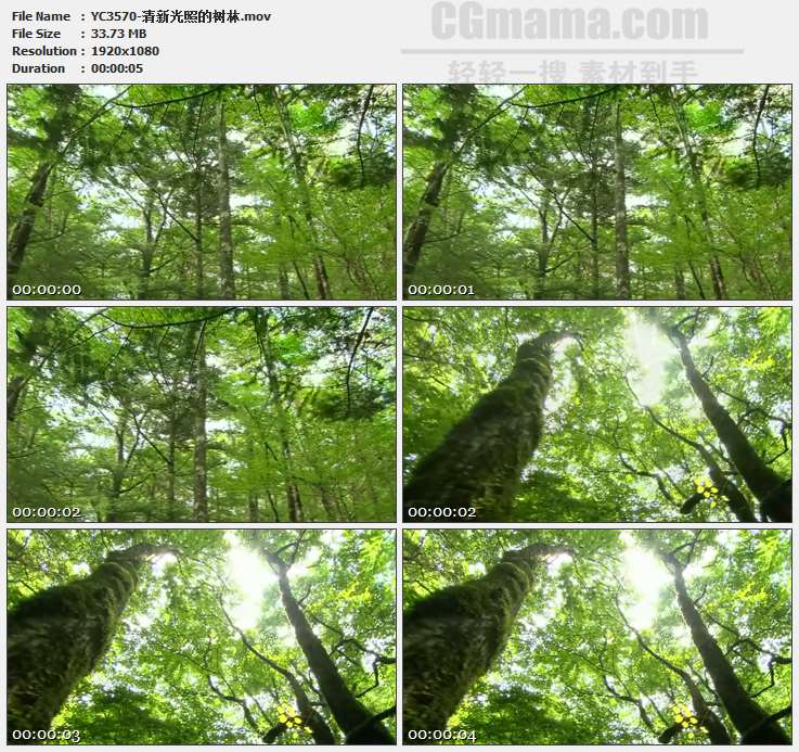 YC3570-清新光照的树林高清实拍视频素材