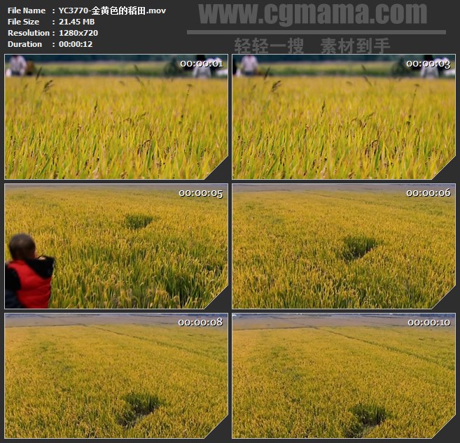 YC3770-金黄色的稻田高清实拍视频素材