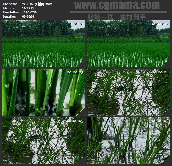 YC3815-农业绿色水稻田高清实拍视频素材