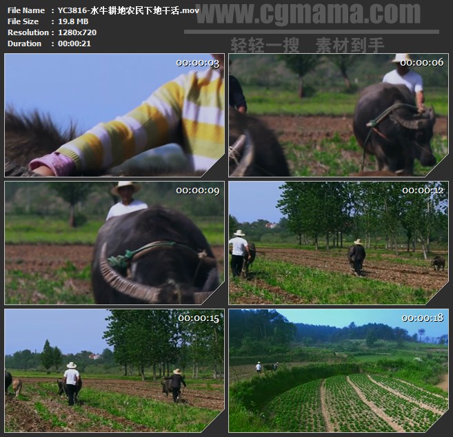 YC3816-水牛耕地农民下地干活高清实拍视频素材