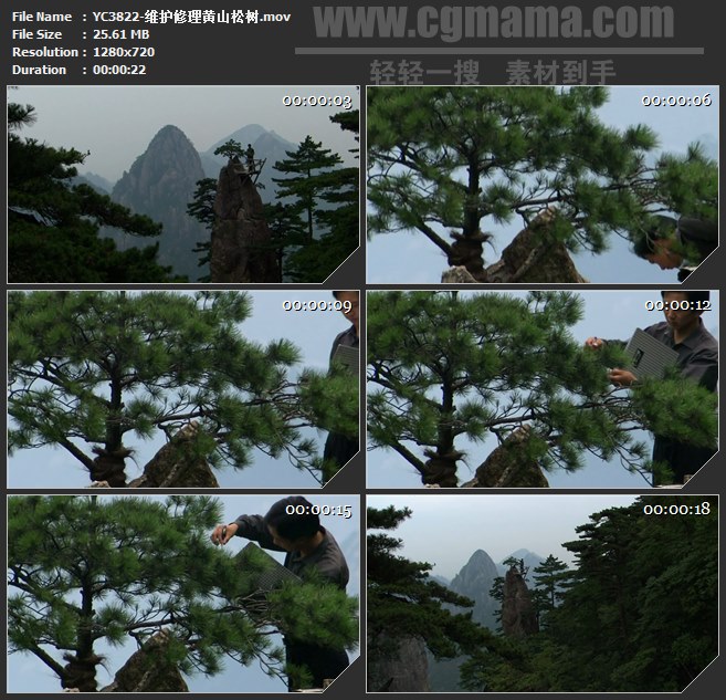 YC3822-维护修理黄山松树高清实拍视频素材