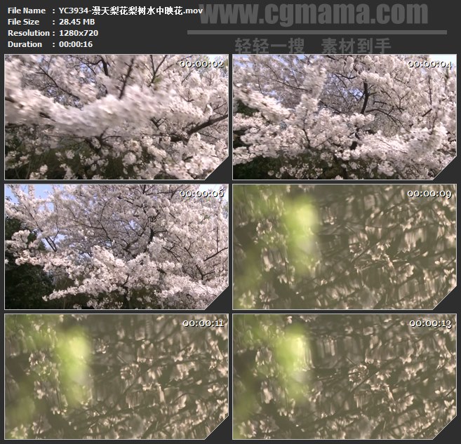 YC3934-漫天梨花梨树水中映花高清实拍视频素材