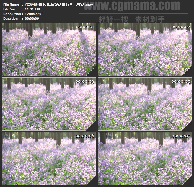 YC3949-树林花海野花田野紫色鲜花高清实拍视频素材