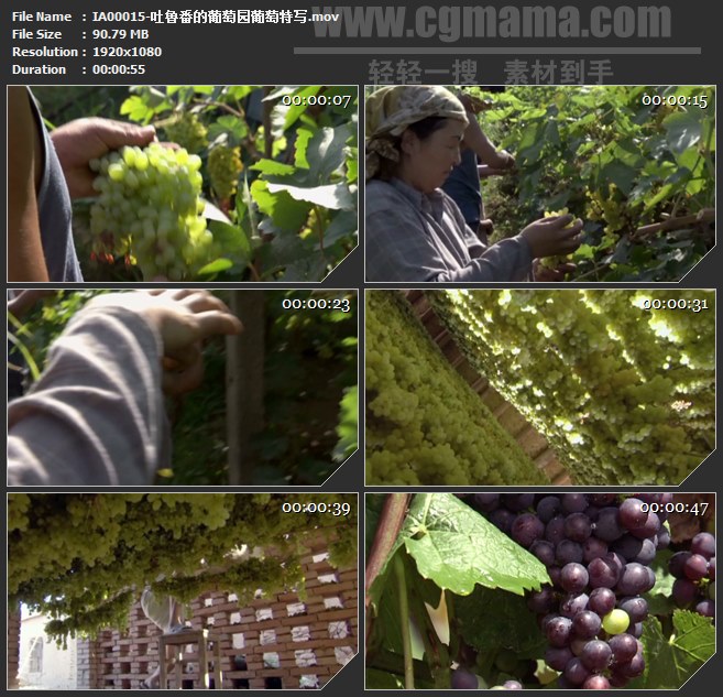 IA00015-吐鲁番的葡萄园采摘葡萄特写高清实拍视频素材
